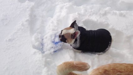 Labrador Retriever Helps French Bulldog In Snow