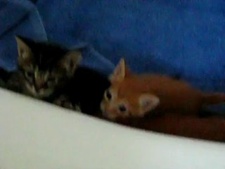 Hungry Kittens! - Austin Pets Alive!