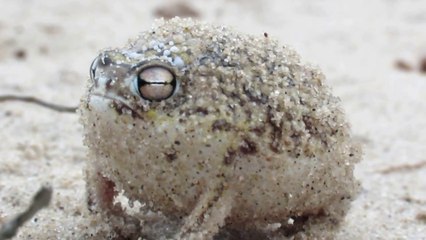 Worlds Cutest Frog - Desert Rain Frog