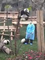 Baby Panda Can't Find Way Down from Tree