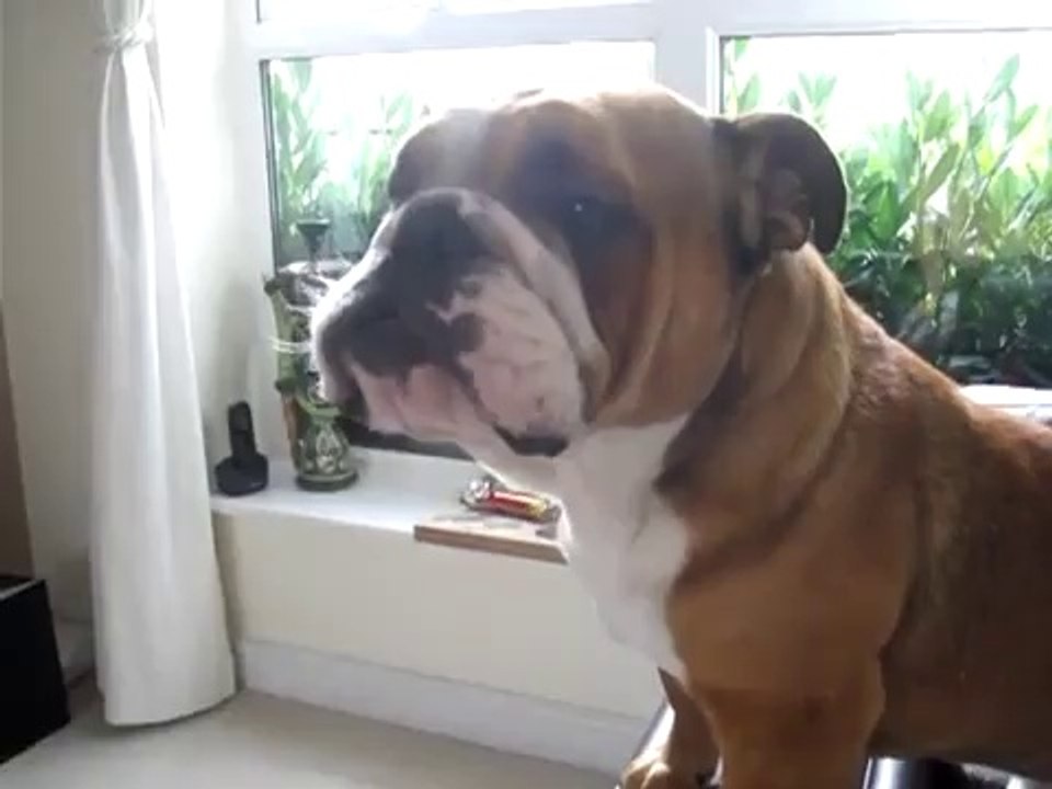 Fred thinks he's an Elephant!