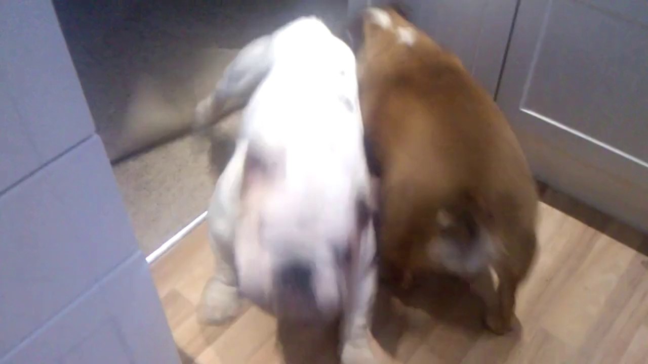 Winston The Dancing Bulldog