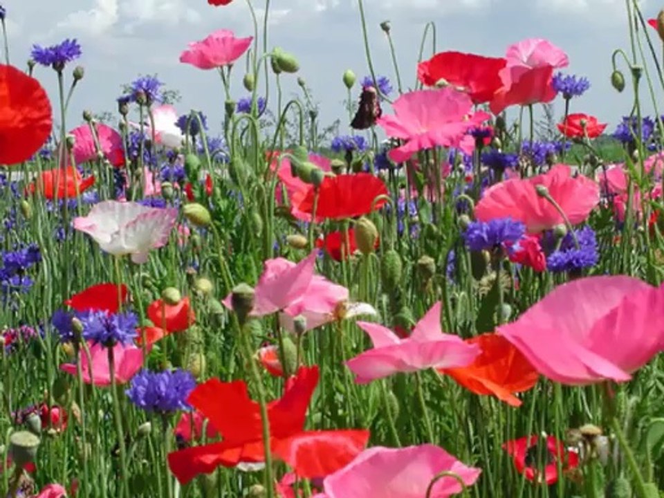 Güzel Bir İlahi Allah Demeyince