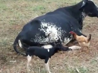 Un chien viole une vache_H264-512x384