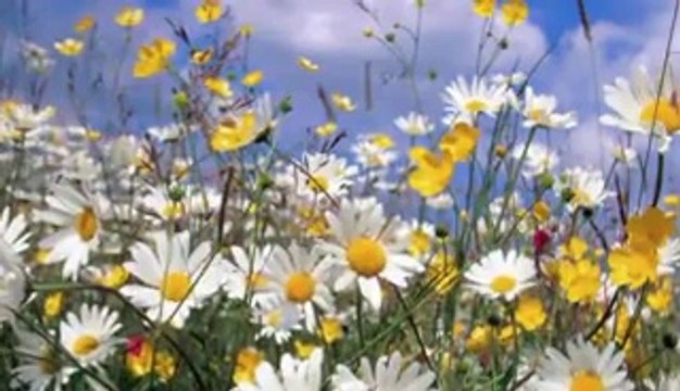 Ahmet Özhan - Bir Kadın Var Bu Şehirde - ilahidinle101.com/