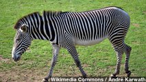 Why Do Zebras Have Stripes? Scientists Blame Bug Bites