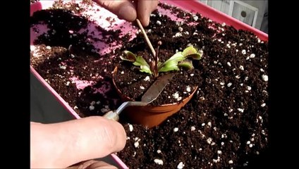 Venüs Sinek Kapan Bitkisinin Ekimi Nasıl Yapılır