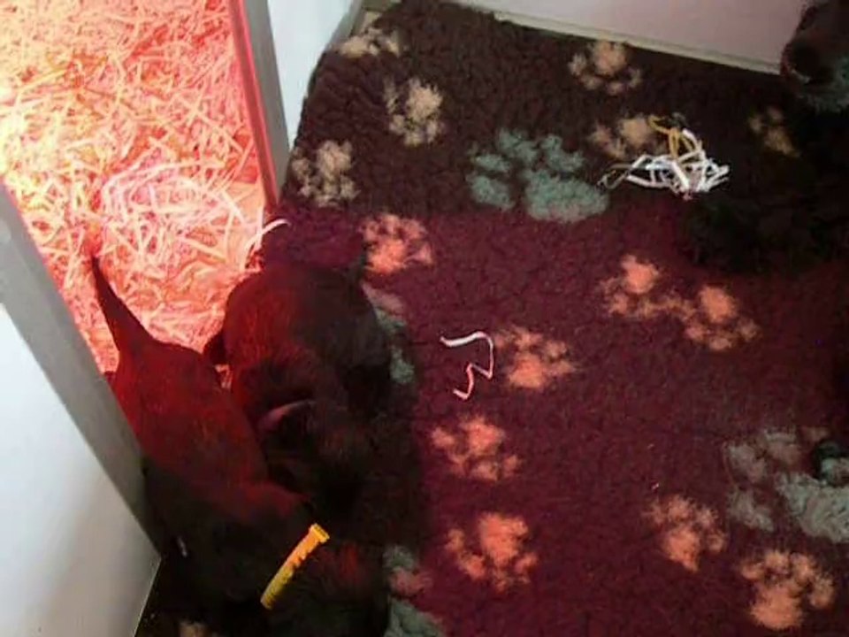 2 avril chiot cocker video2