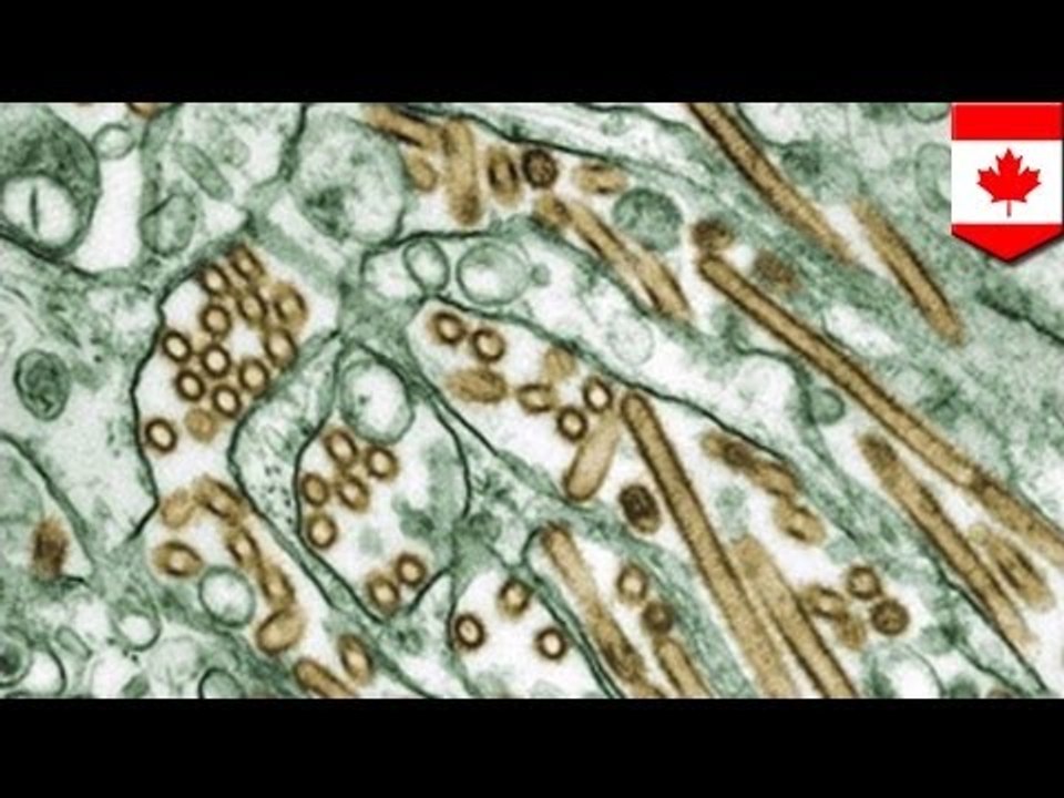 First human H5N1 case reported in Canada