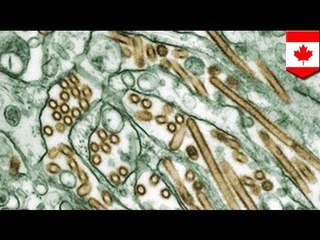 First human H5N1 case reported in Canada