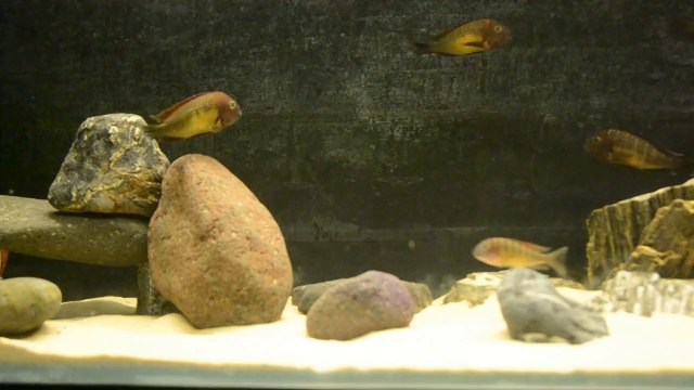 Red Rainbow Kasanga F0 Kolonim