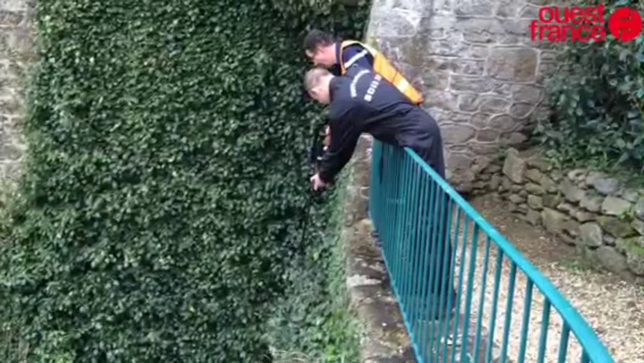 Dinard. Les pompiers capturent un chevreuil sur la plage