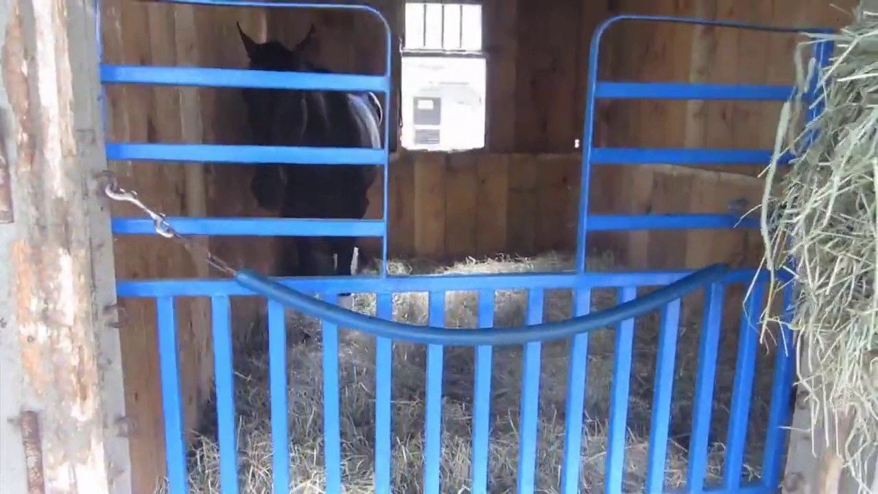 20 Minutes Online Videoportal - Plonge dans lenfer des chevaux de courses