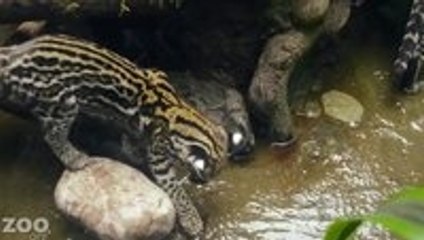 Ocelot Kitten Learns to Fish