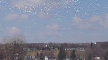 Nervous Snow Geese Form Huge Flock of Thousands