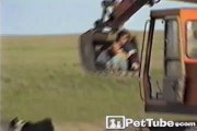 Tractor Takes Dog for a Spin