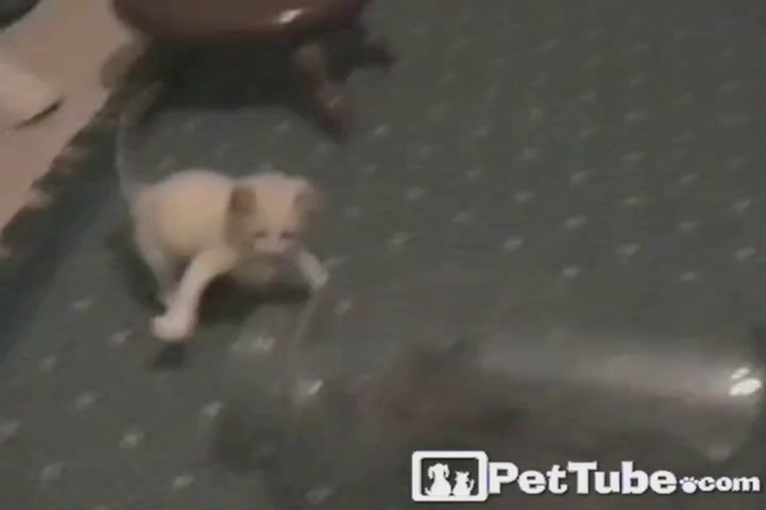 Kitten Wrestle for the Bottle