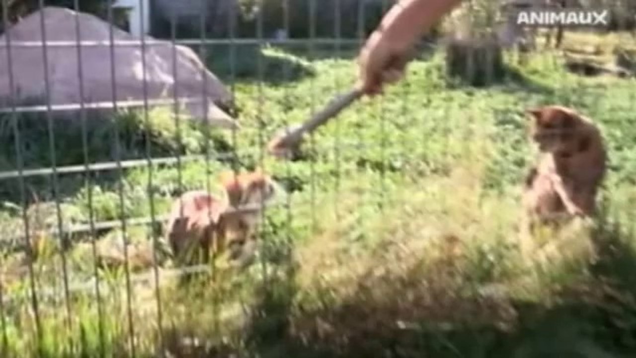 Animaux hybrides de compagnie (Chat et Chien)- Documentaire entier - 2013