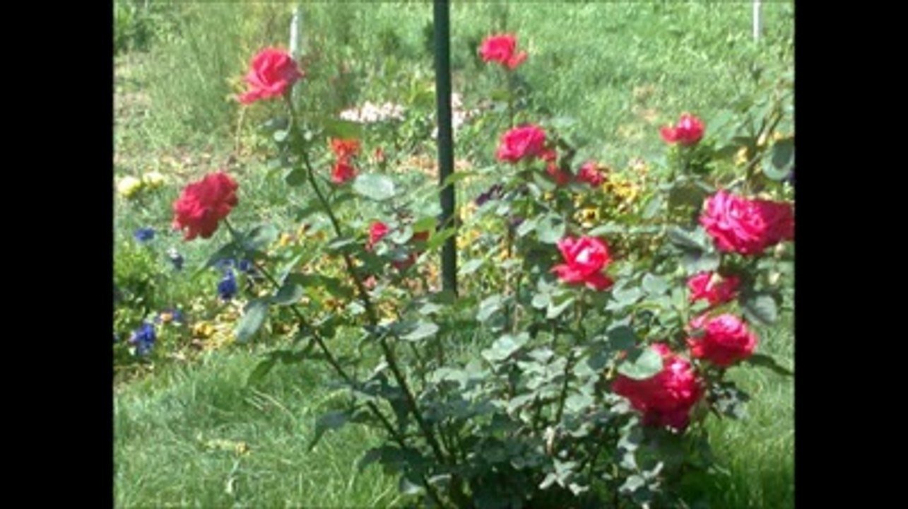 Şık Hasan Ne Sen  Beni Unut Ne De Ben Seni