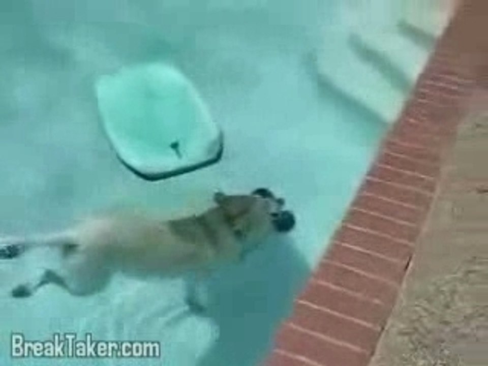 Hondduiktnooitgezien