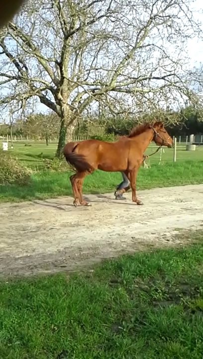 Trotting Nub