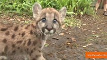 Adorable Florida Panther Kitten Nursed Back to Health