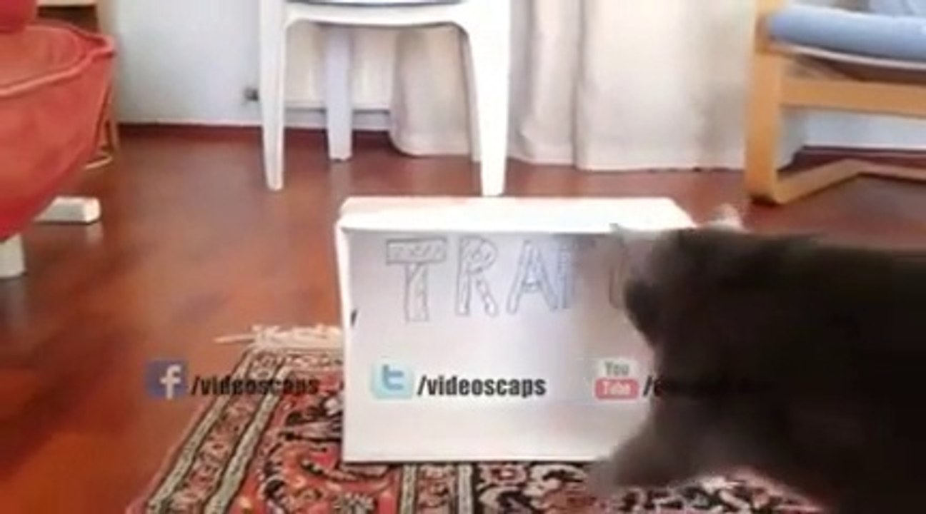 Kedidir Kedi
