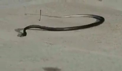 Kobra'nın Lsd İle İmtihanı