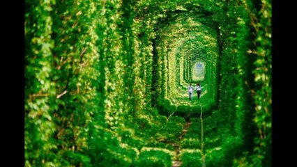 Mahmut Cihan DOGAN - Karlı Kayın Ormanında