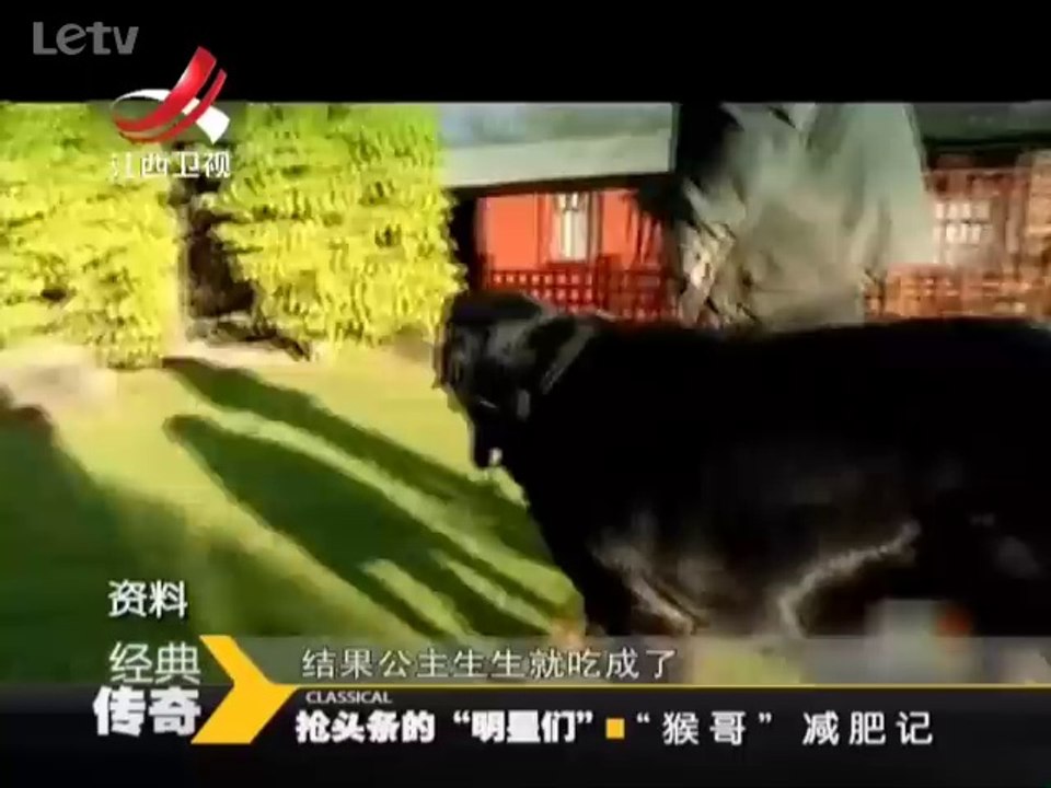 20140325  猴子素质低下抢劫游客 一线天猴群按时上班不打卡