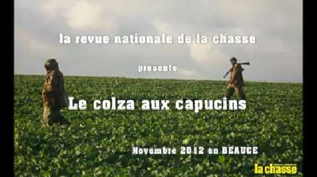 Les lièvres du colza