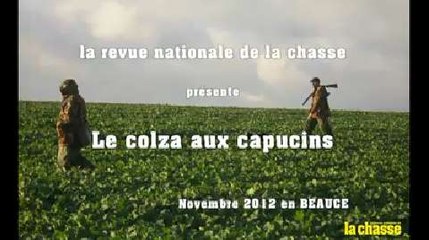 Les lièvres du colza