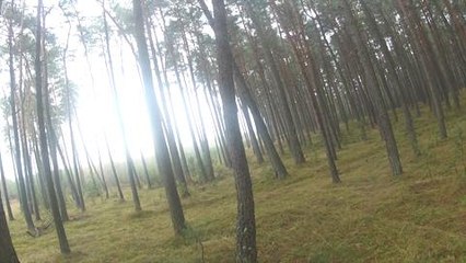 Six sangliers au même poste !