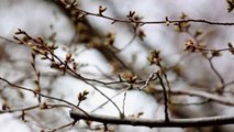 Cherry Blossoms: April 2 at Oak Hill Cemetery