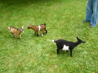 Bu Keçi Üretim Hatası Olabilir..