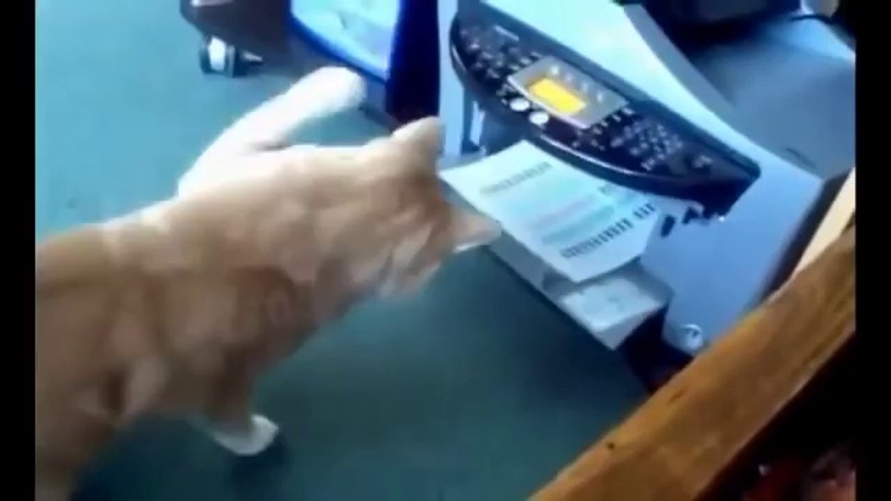KEDİLER ÖRGÜTÜ :))))))