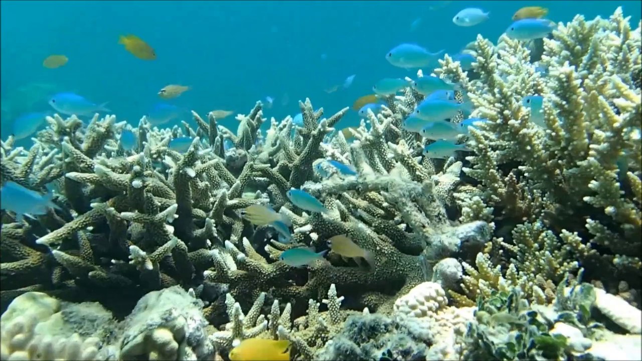 The Great Barrier Reef - Third trip - Green Island - October 2013