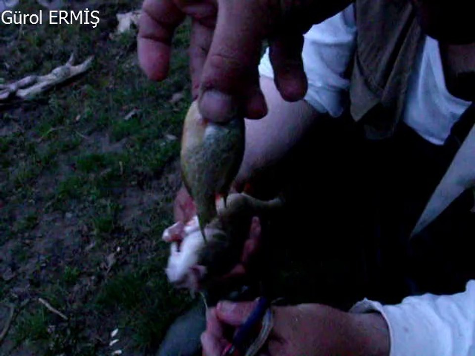 Perch Avı Gürol ERMİŞ