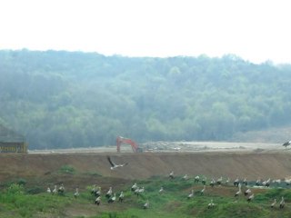 Diren Leylek, Diren Kuzey Ormanları
