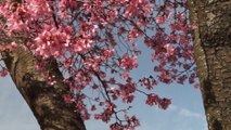 Cherry Blossoms: April 3 in Falls Church