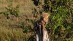 African Cats African Morning - Clip