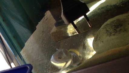 DUBOİS MASWA MURAT ATEŞ