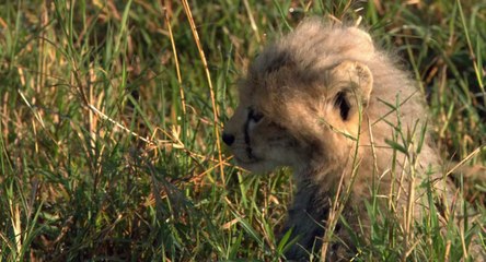 African Cats Huge Adventure - Clip