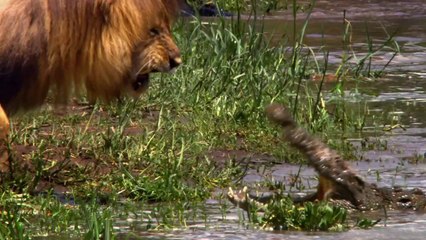 African Cats Official Trailer 2