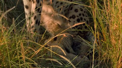 African Cats Sita Has a Secret - Clip