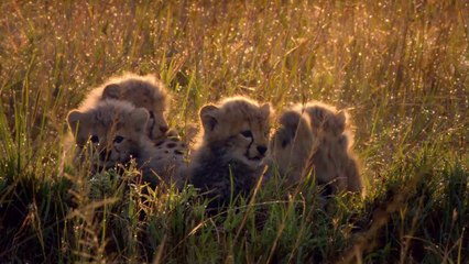 African Cats Story Featurette