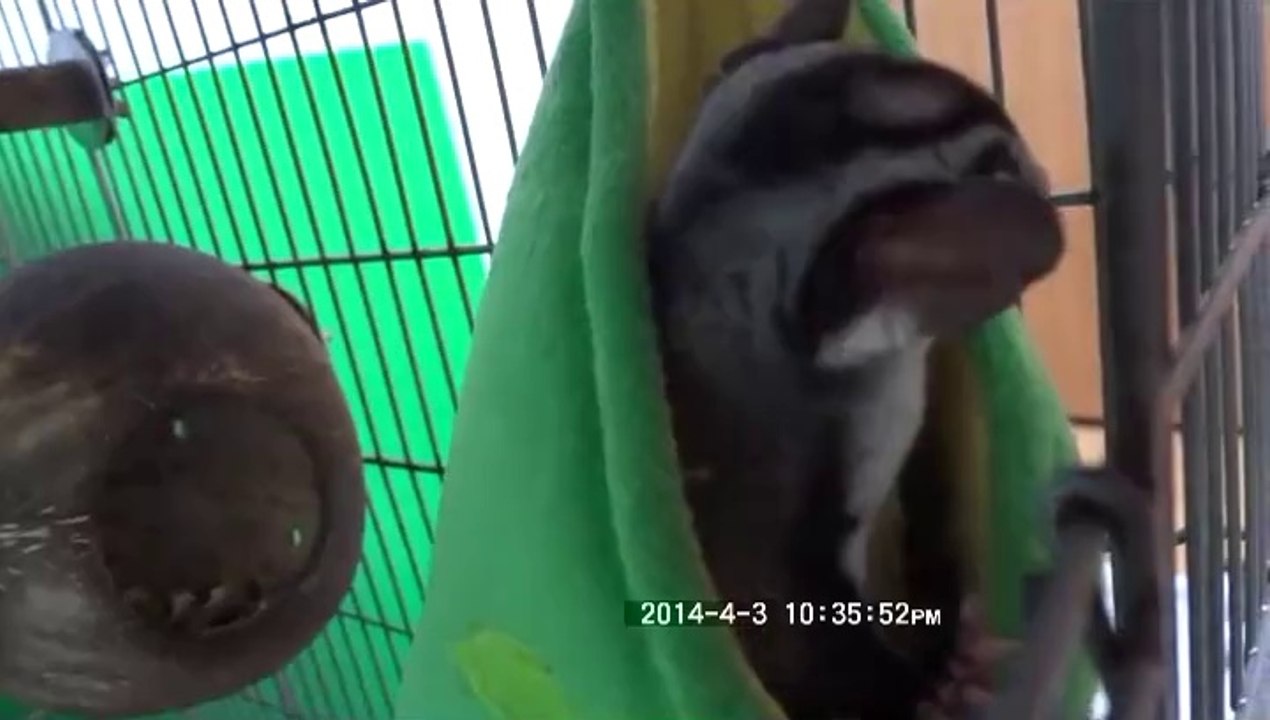 フクロモモンガ逆さま。