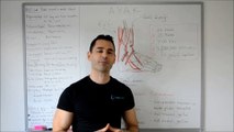 Nasıl koşulur Doğru koşu tekniği serisi bölüm 1 Ayağın anatomisi ve darbe absorbe sistemi