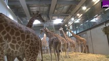 Dans l'enclos des girafes du Parc Zoologique de Paris