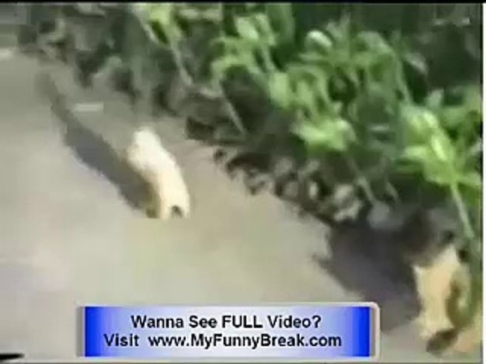 cuet funney animals  dance videos